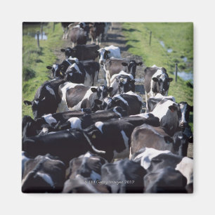 Imã Vacas de leiteria de Fresian, esperando a ordenha,