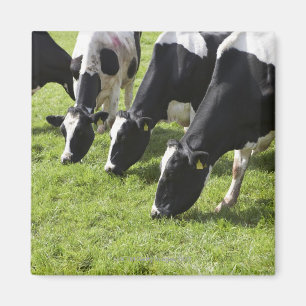 Imã Vacas de leiteria que pastam no pasto