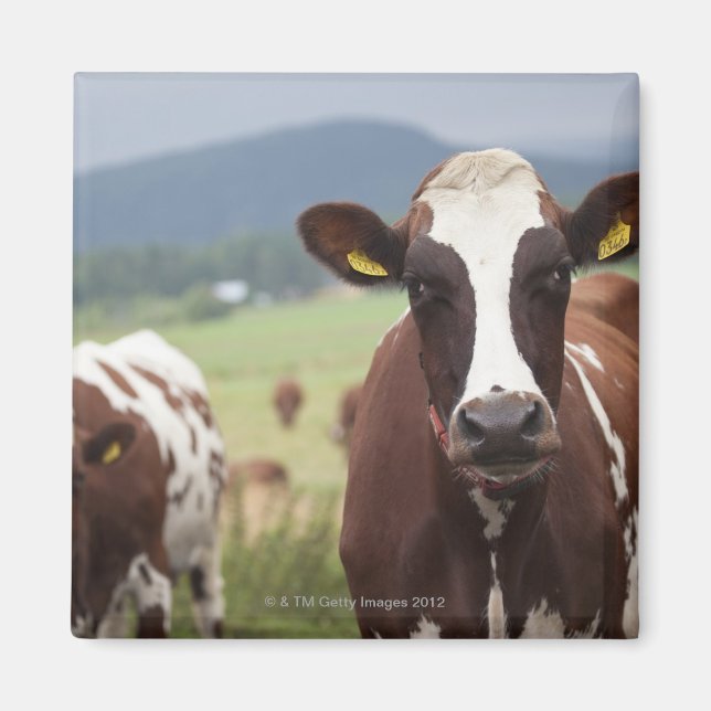 Imã Vacas de pastagem (Frente)
