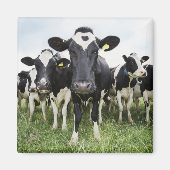 Imã Vacas em fila olhando para a câmera (Frente)