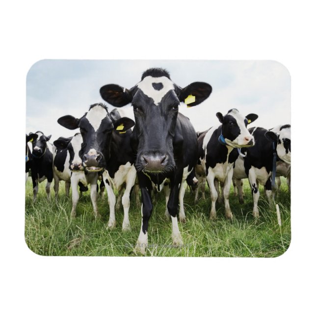 Ímã Vacas em fila olhando para a câmera (Horizontal)