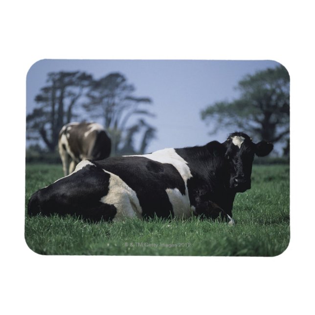 Ímã vacas em pastagem (Horizontal)