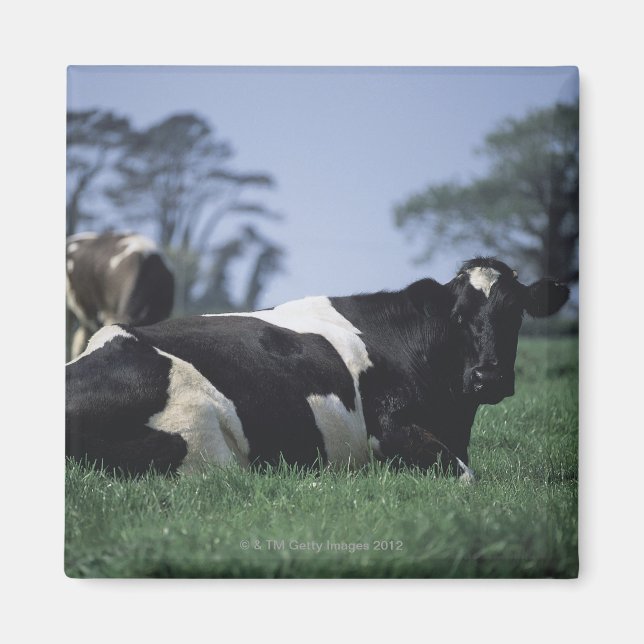 Imã vacas em pastagem (Frente)