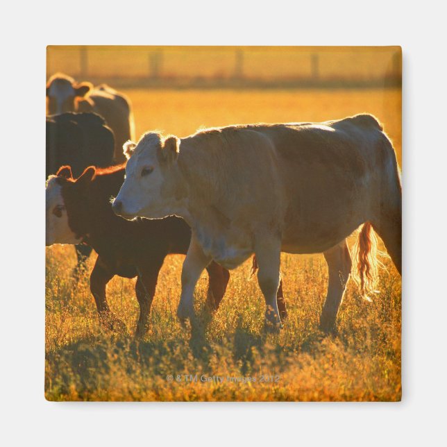 Imã Vacas em pastagens 2 (Frente)