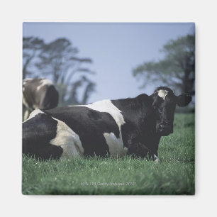 Imã vacas em um pasto