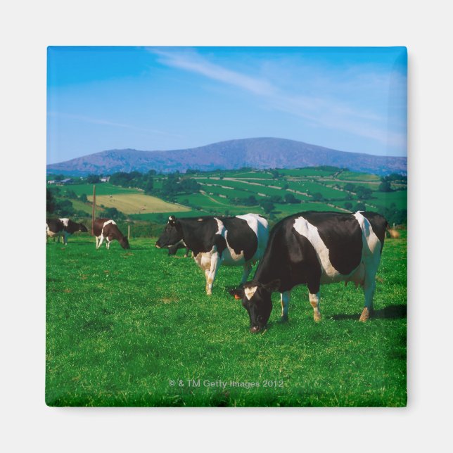 Imã Vacas Holstein-Frísia perto de Borris, condado (Frente)