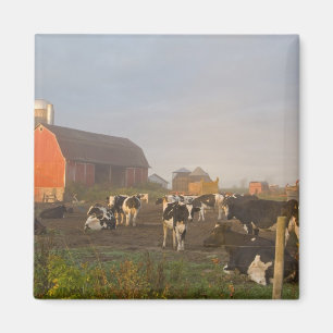 Imã vacas leiteiras Holstein fora de um celeiro ao nas