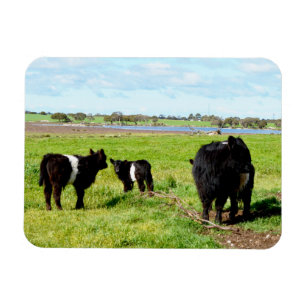 Ímã Vacas Múmias E Bebês Galloway, Magnetos Flexíve