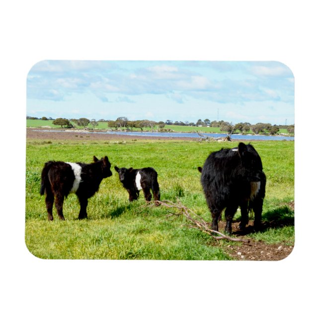 Ímã Vacas Múmias E Bebês Galloway, Magnetos Flexíveis (Horizontal)