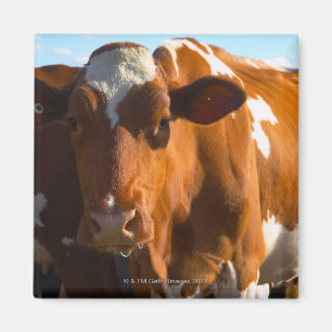 Imã Vacas na fazenda