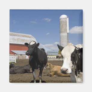Imã Vacas na frente de um celeiro vermelho e silo em u