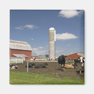 Imã Vacas na frente de um celeiro vermelho e silo em u