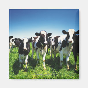 Imã Vacas no campo, cidade de Betsukai, Hokkaido