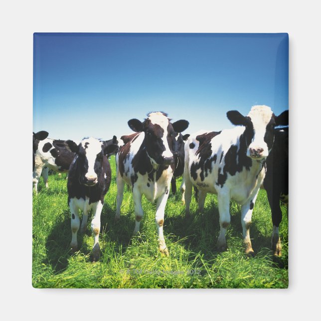 Imã Vacas no campo, cidade de Betsukai, Hokkaido (Frente)