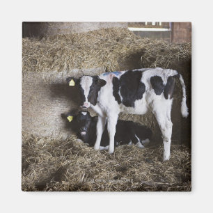 Imã Vacas no celeiro 3