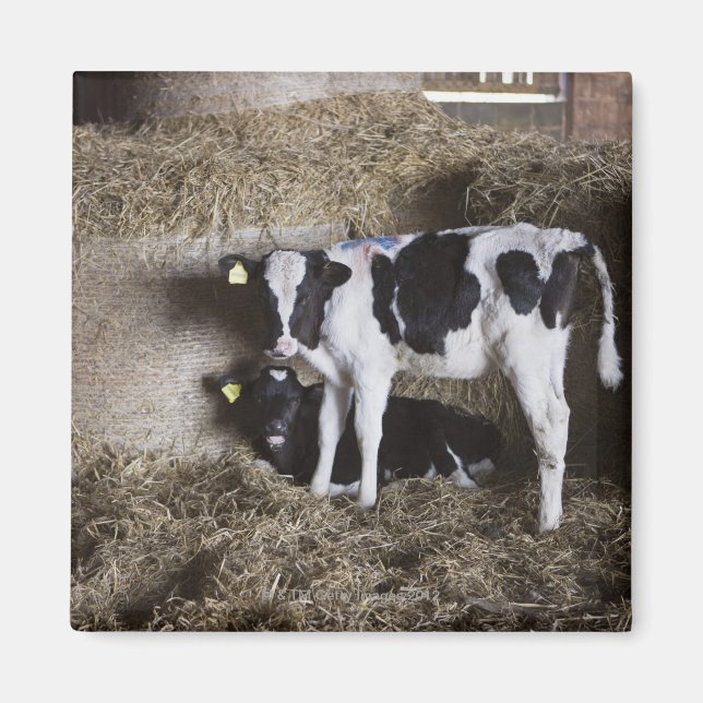 Imã Vacas no celeiro 3 (Frente)