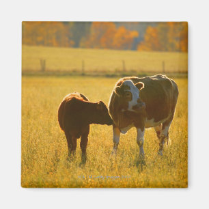 Imã Vacas no pasto