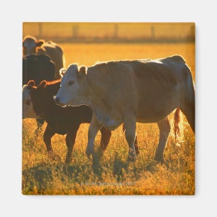 Imã Vacas no pasto 2