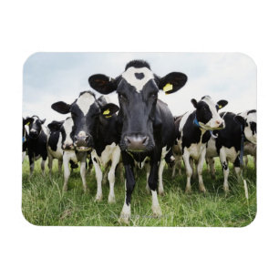 Ímã Vacas que estão em seguido de vista a câmera