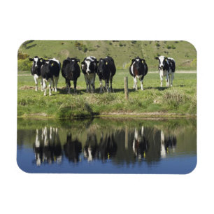 Ímã Vacas refletidas no canal, Henley, Taieri Plain,