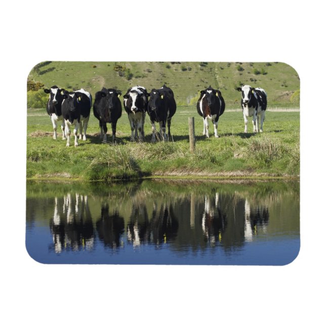 Ímã Vacas refletidas no canal, Henley, Taieri Plain, (Horizontal)