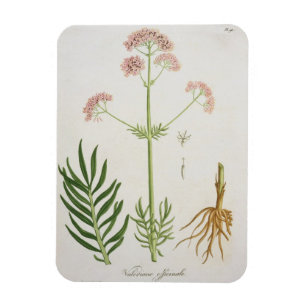 Ímã Valerian de "Phytographie Medicale" pelo Ro de