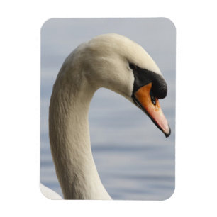 Ímã Vancouver, Parque Stanley, Cisne-mudo (Cygnus olor