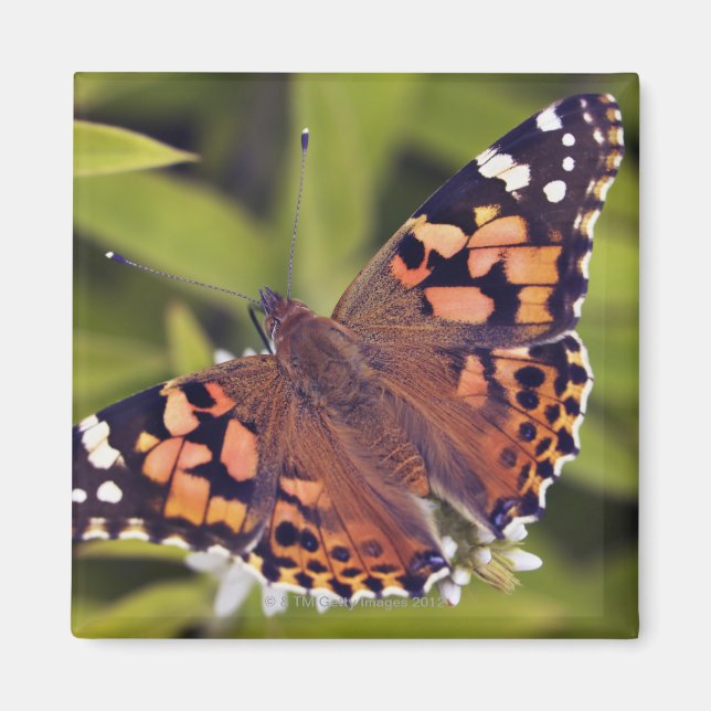 Imã Vanessa cardui - Europa, Alemanha, Baviera, (Frente)