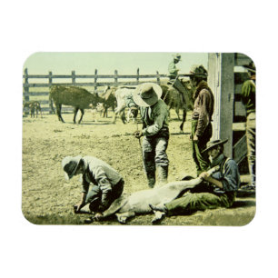 Ímã Vaqueiros americanos que marcam uma vitela, c.1900