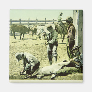 Imã Vaqueiros americanos que marcam uma vitela, c.1900