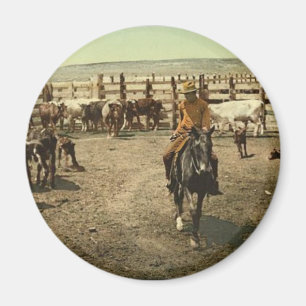 Imã Vaqueiros e vacas