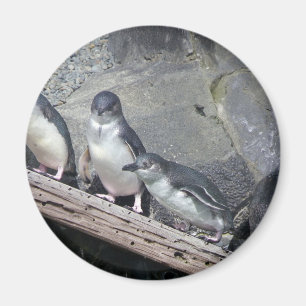 Imã Vara do pinguim