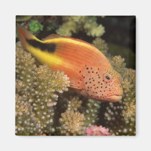 Imã Varas Freckled dos hawkfish em corais rochosos