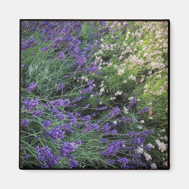 Imã Variedade de Lavandas (Frente)