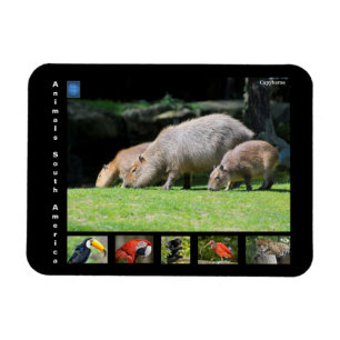 Ímã Vários animais da América do Sul