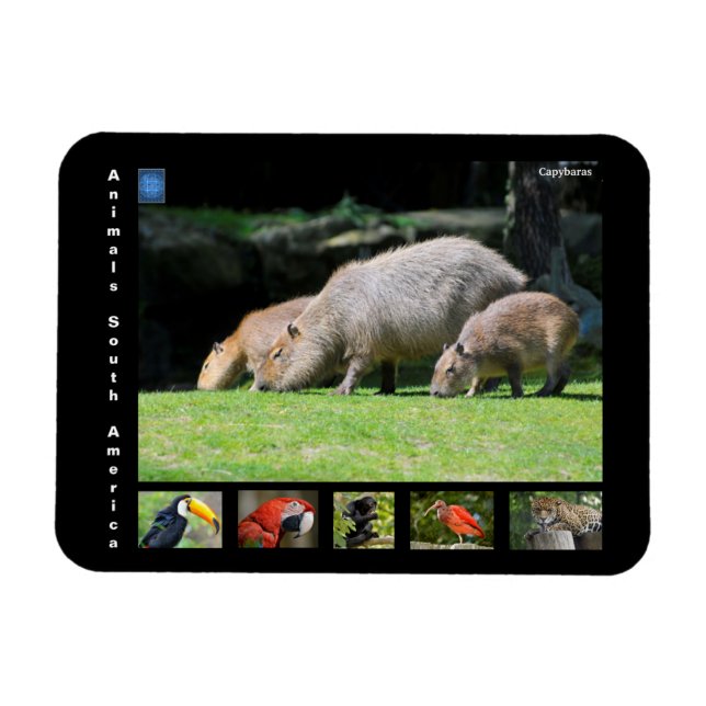 Ímã Vários animais da América do Sul (Horizontal)