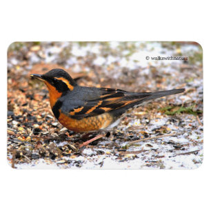 Ímã Variou Thrush Songbird no Snowy Ground