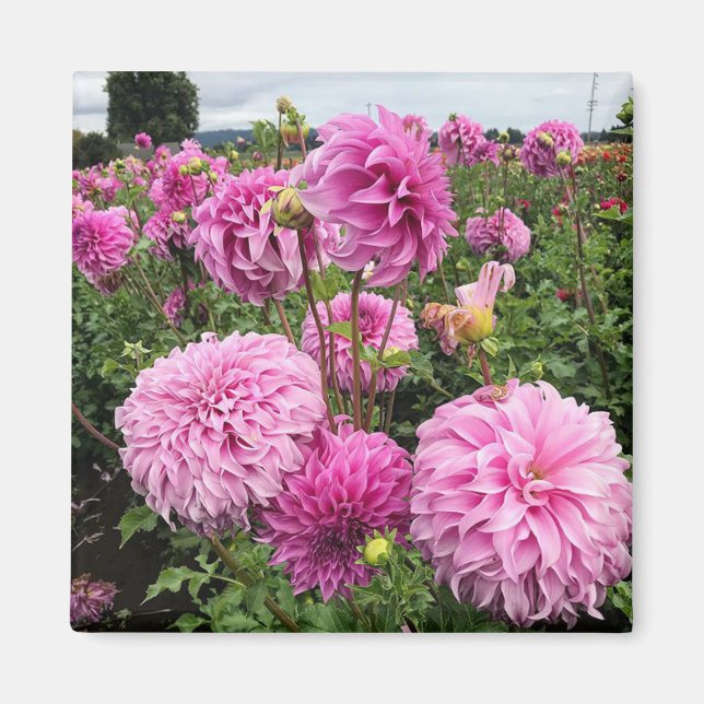 Imã Vassio Meggos Dahlia (Frente)