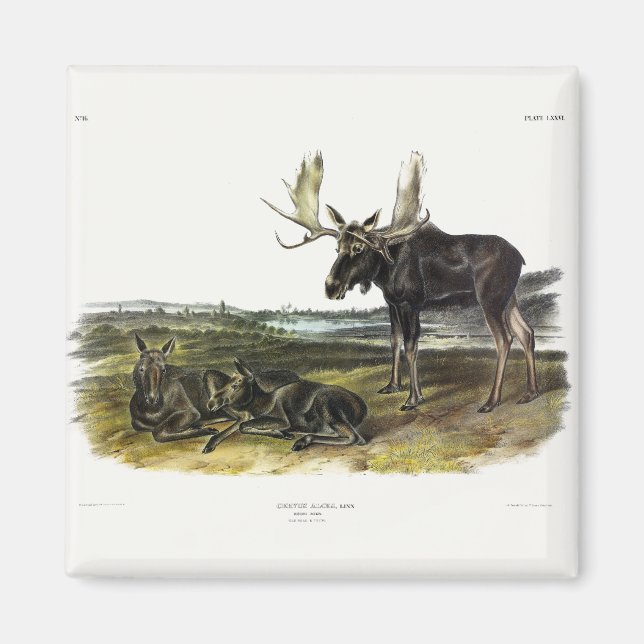 Imã veado-alce (alces-alces-alces) de Audubon (Frente)