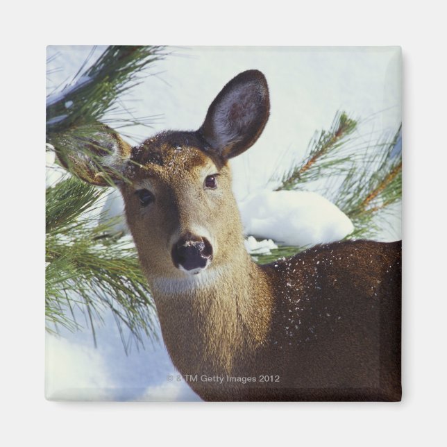 Imã Veado branco (Odocoileus virginianus) (Frente)