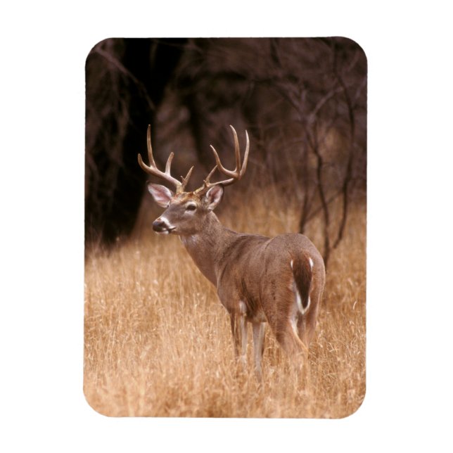 Ímã Veado Branco | Parque Estadual de Choke Canyon, TX (Vertical)