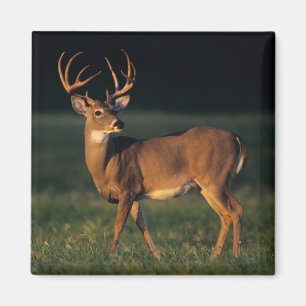 Imã Veado branco Parque Estadual de Choke Canyon, TX