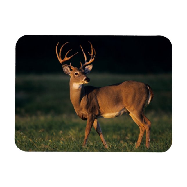 Ímã Veado branco | Parque Estadual de Choke Canyon, TX (Horizontal)