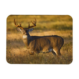 Ímã Veado branco   Sul do Texas