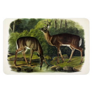 Ímã Veado comum (branco) - Quadrupedes de Audubon