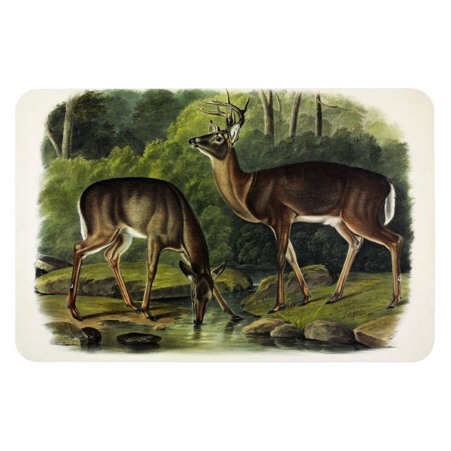 Ímã Veado comum (branco) - Quadrupedes de Audubon (Horizontal)
