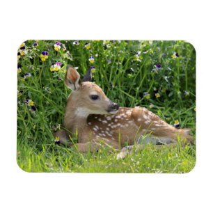Ímã Veado-de-cauda-branca (Odocoileus virginianus)