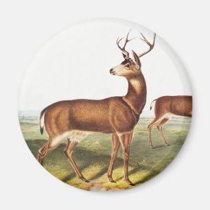 Imã Veado-de-cauda-negra colombiano (Cervus Richardson