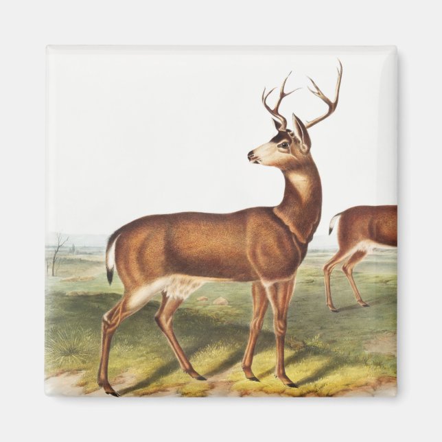 Imã Veado-de-cauda-negra colombiano (Cervus Richardson (Frente)