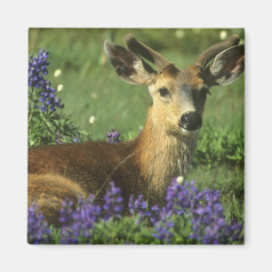 Imã Veado-de-cauda-preta, Odocoileus hemionus
